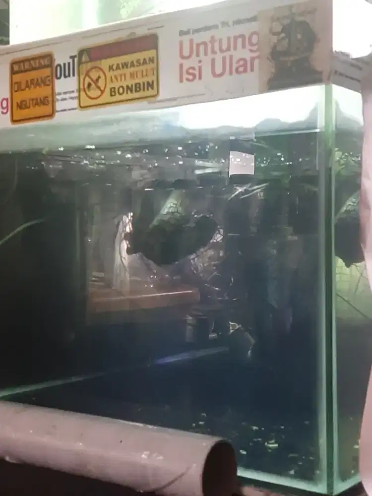 Channa asiatika kalimaya sepasang ngebola