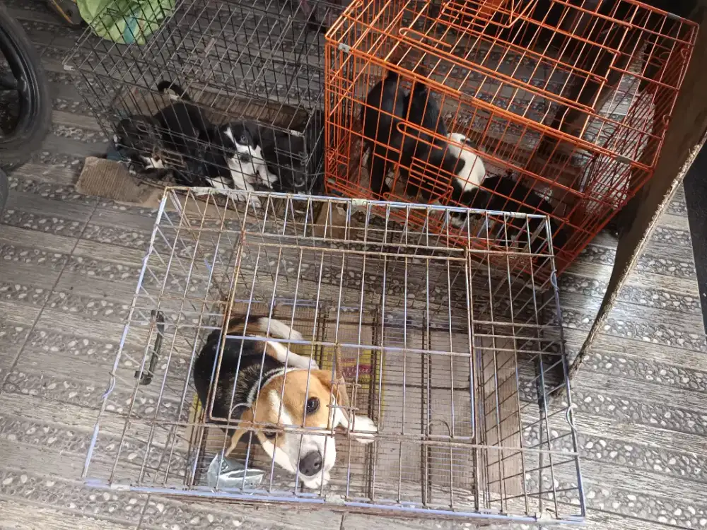 Dijual cepat anakan njing beagle mix