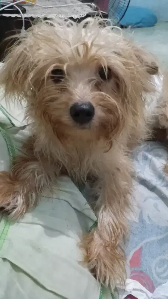 Free adopt (maltipoo jantan)