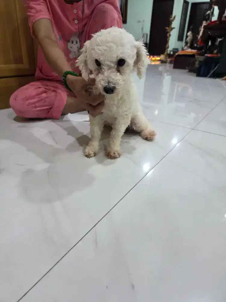 Poodle indukan betina Loops