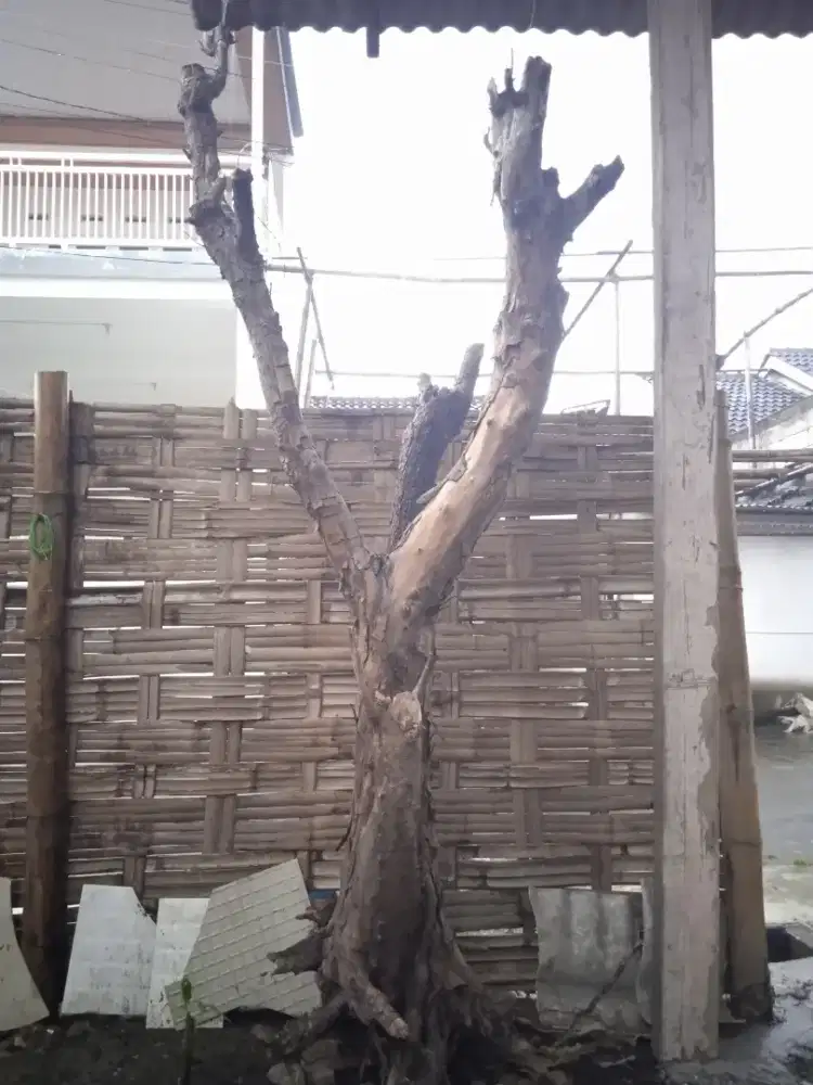 Pohon untuk dekorasi indoor / outdoor