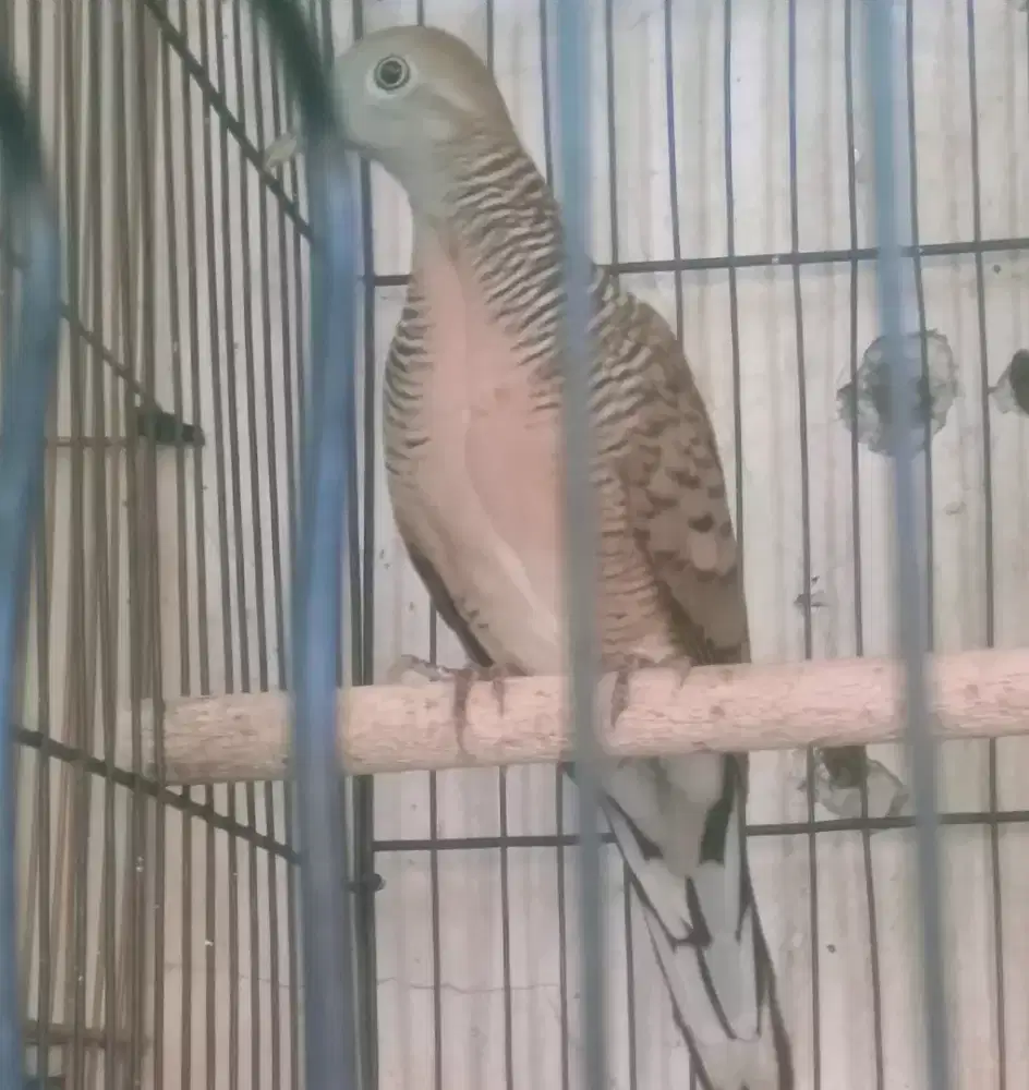 Perkutut sriwiti banyumili alam