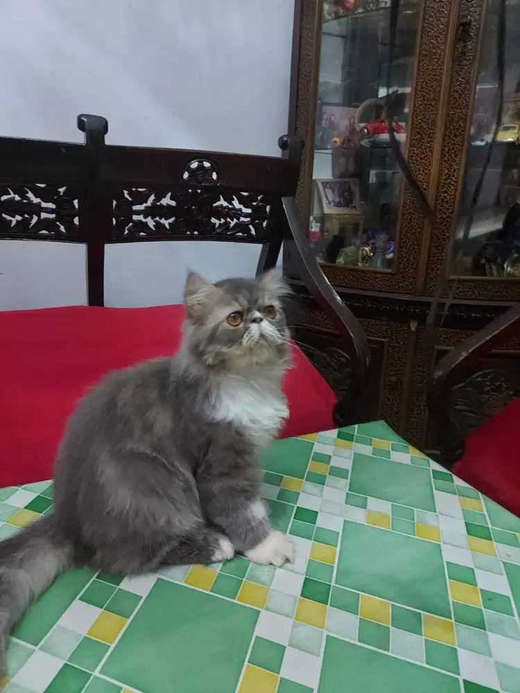 Kucing kitten peaknose longhair