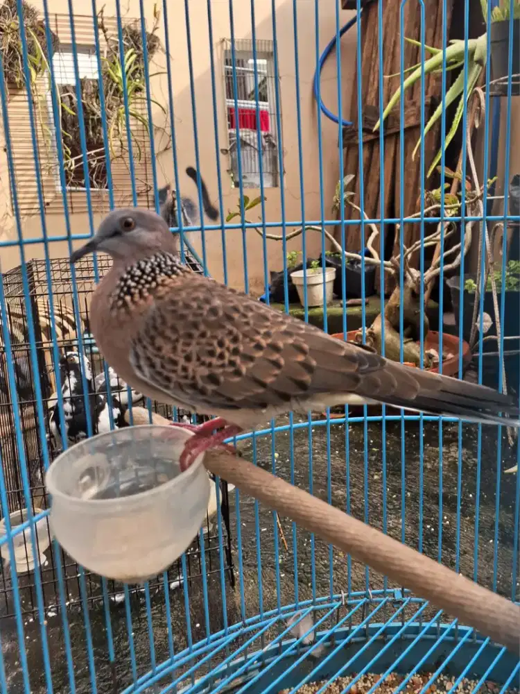 Derkuku Lokal Alam Asli Kuk 1 Sandung 2 Manggung Gacor