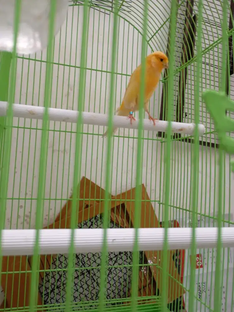 burung kenari F1