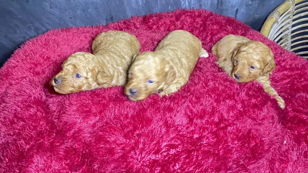 Open book adopt Red toy poodle jantan