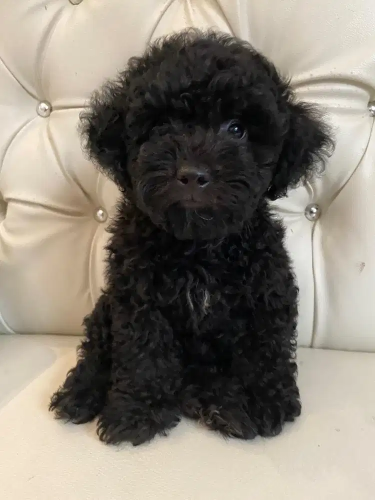 Malti poodle black jantan, bulu keriting tebal