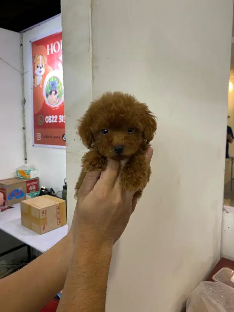Teacup red poodle betina