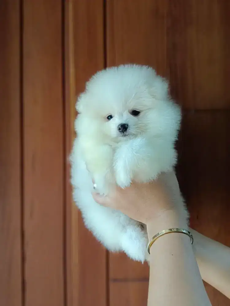 Minipom sepasang no STB