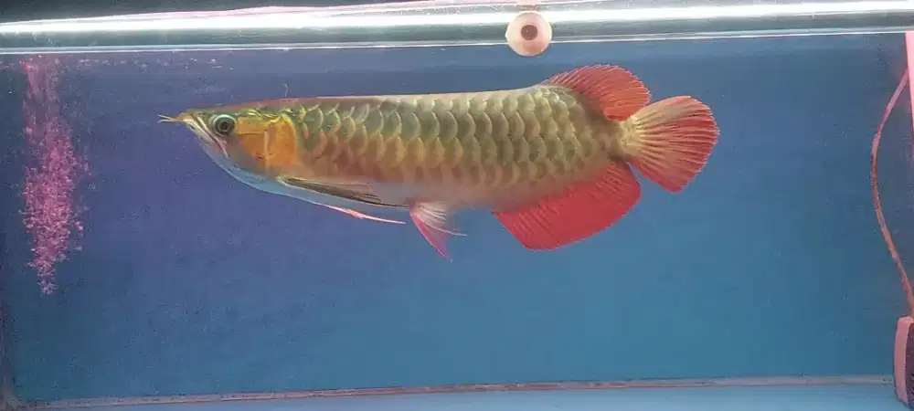 Arowana super red 43-45cm