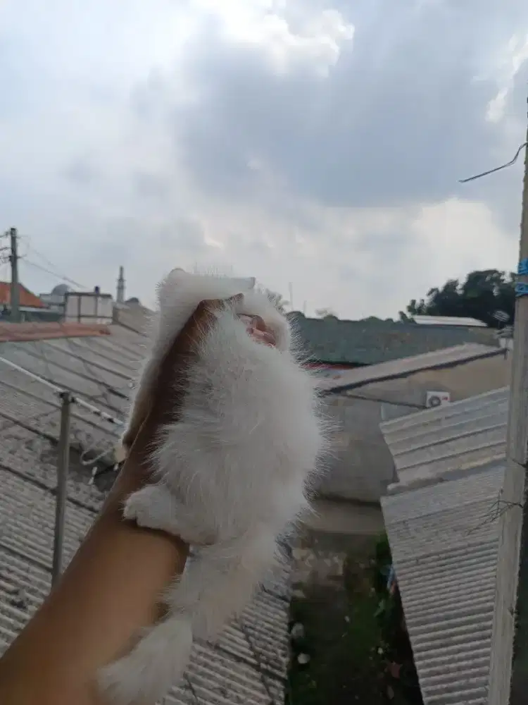KITTEN KUCING PERSIA HIMALAYAN LONG HAIR