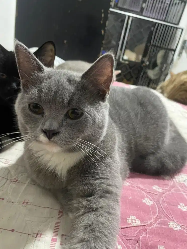 Kucing british shothair