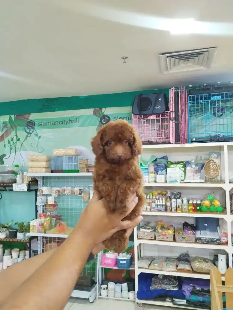 Anjing Red Toy Poodle