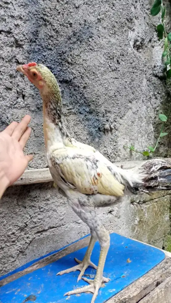 Pitik Ayam Pama bulbi