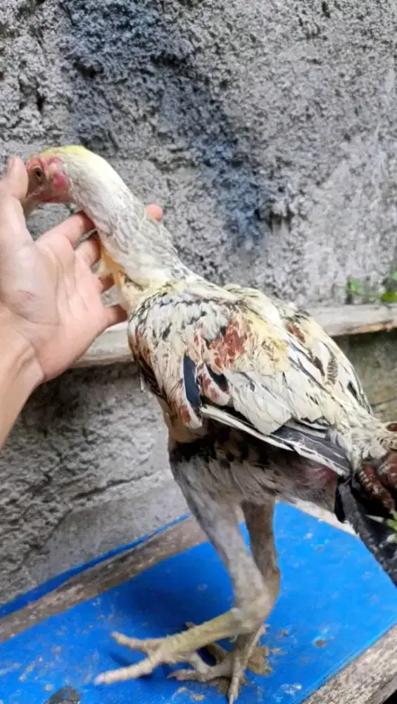 Pitik Ayam Pama bulbi Salju