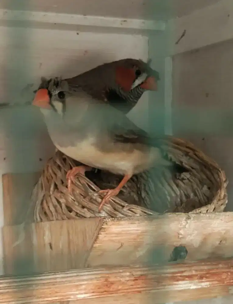 Zebra Finch Jambul Sepasang - Jarang Ada