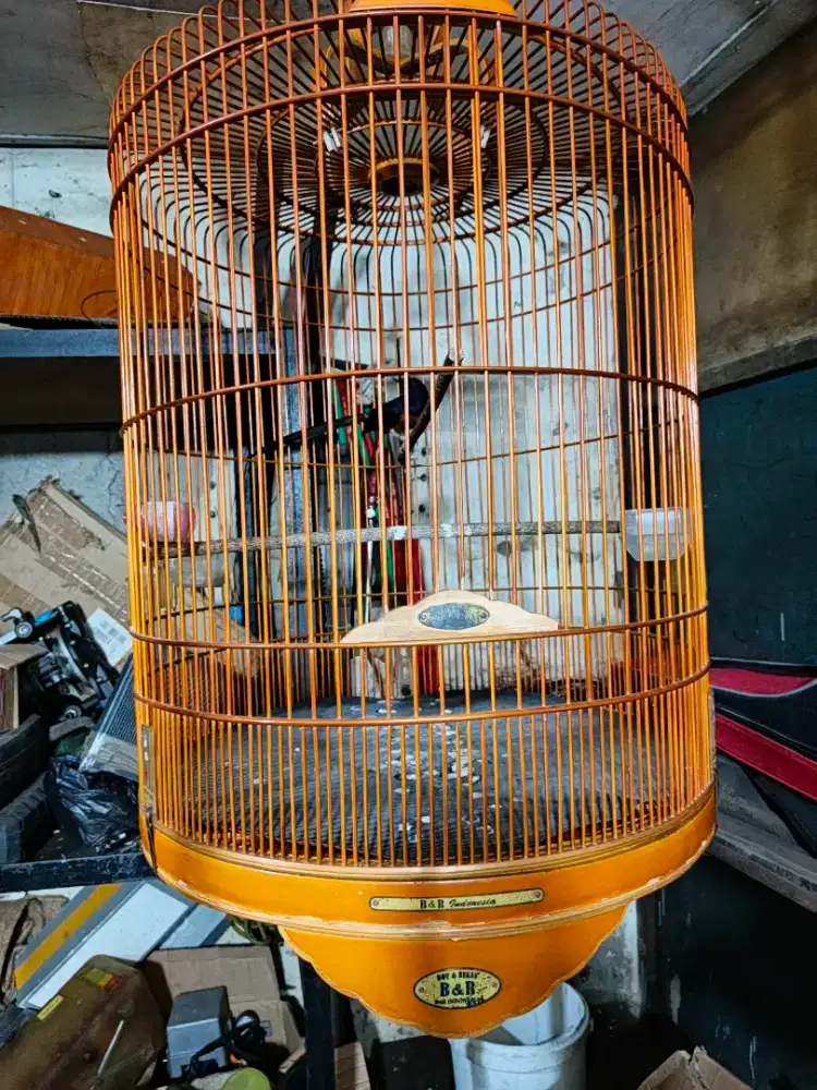 Murai batu buat bunyi bunyian