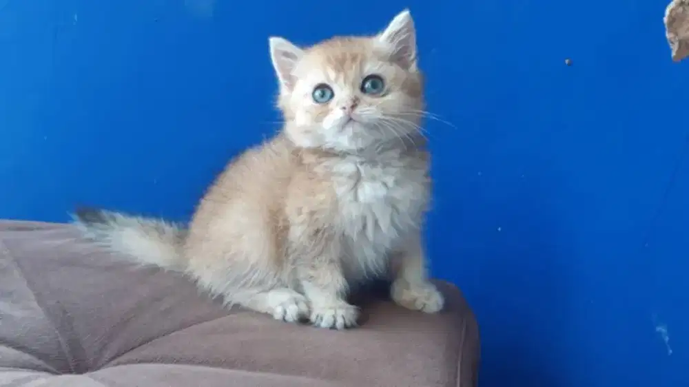 British shorthair golden