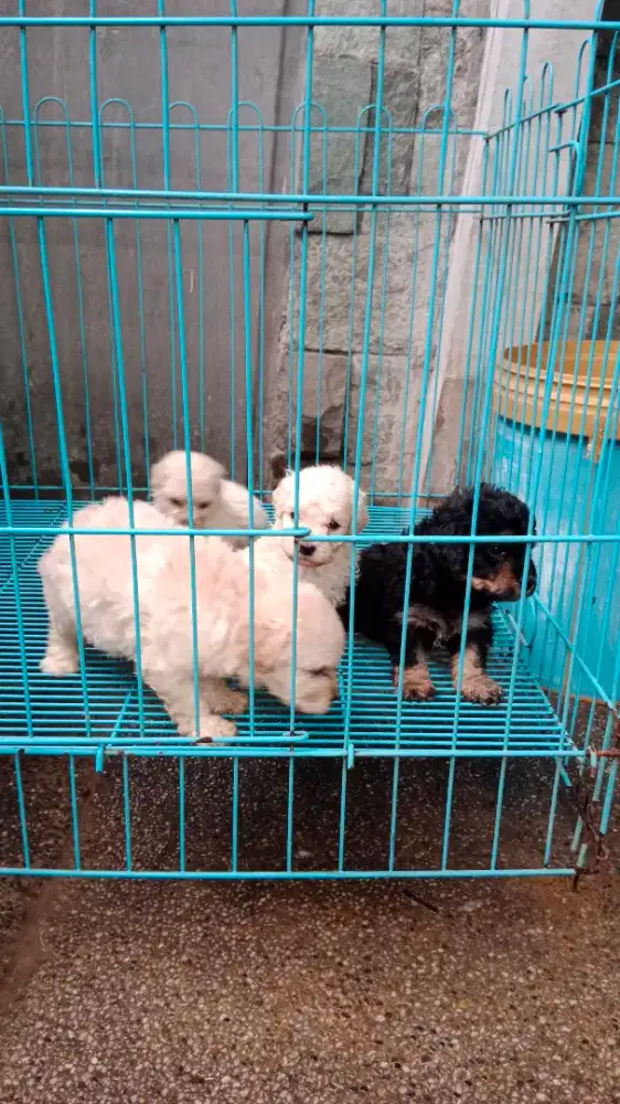 Toy Poodle Jantan/Btn