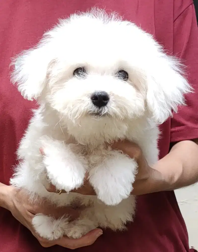 DI JUAL BICHON FRISE BETINA STAMBUM KUALITAS BAGUS