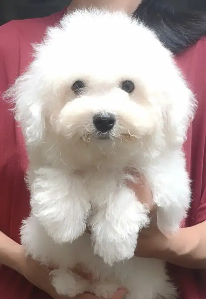 DI JUAL MURAH BICHON FRISE BETINA STAMBUM VAKSIN KUALITAS BAGUS