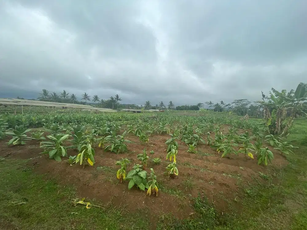 Dijual Tanah Produktif, cocok utk Pertanian, Peternakan dan Investasi