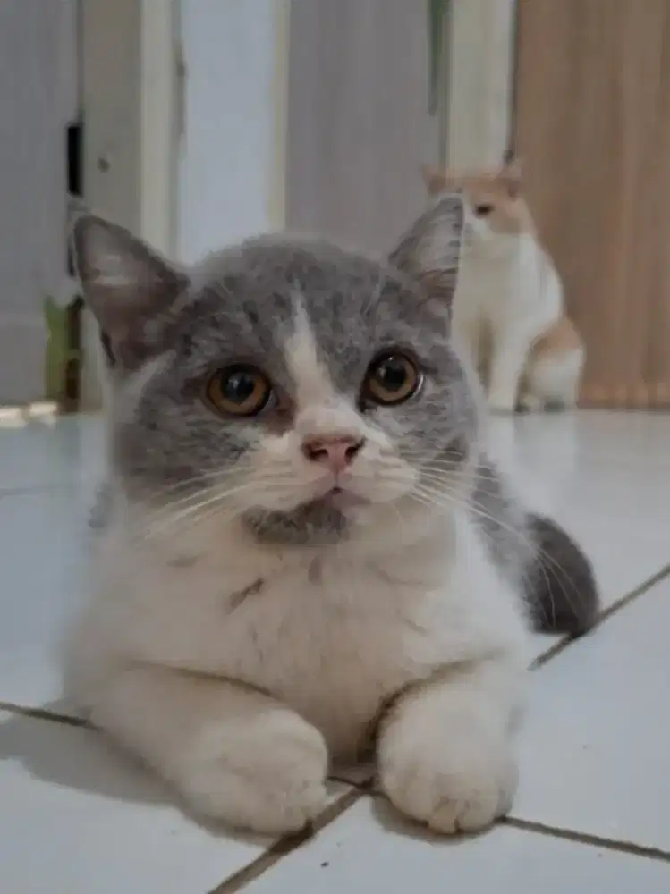 Open adopt kucing British Shorthair (BSH)