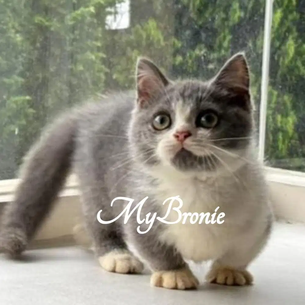 Kucing munchkin british shorthair betina