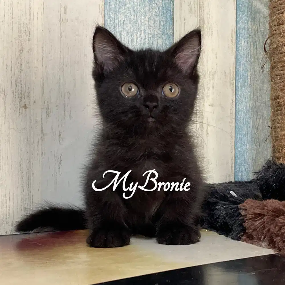 Kucing munchkin british betina