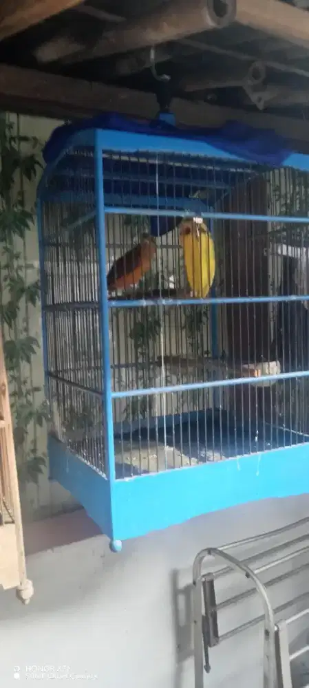 burung cucak emas papua