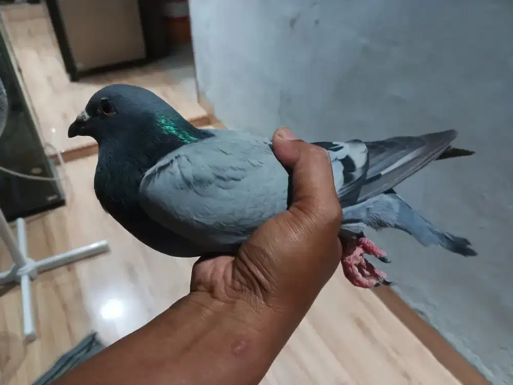 Burung pos racing tahun 2023 jantan