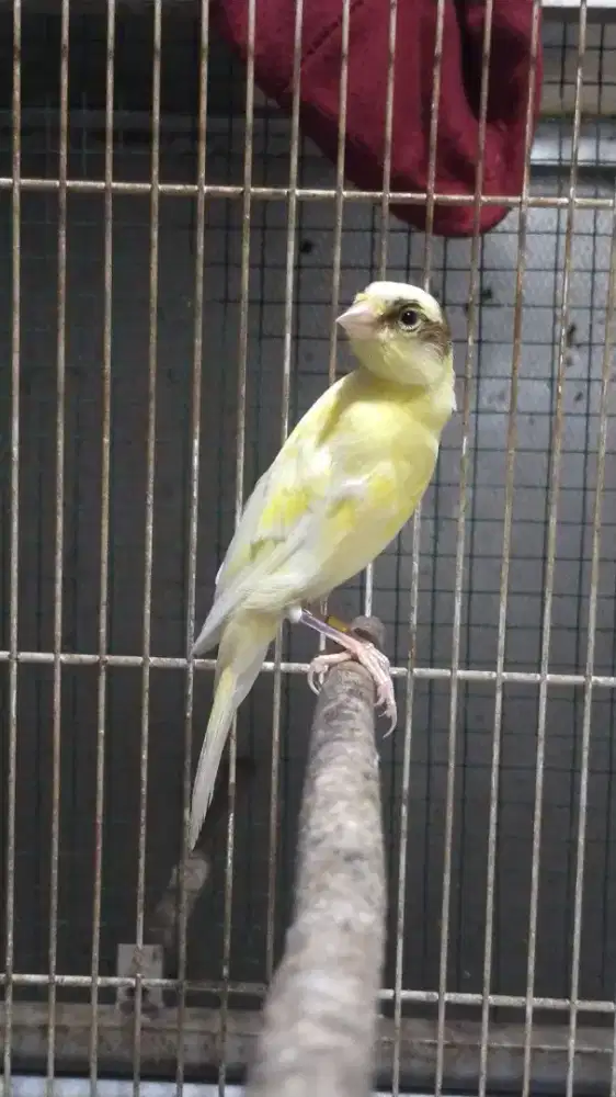 Burung kenari F1 sfbb paud/anak