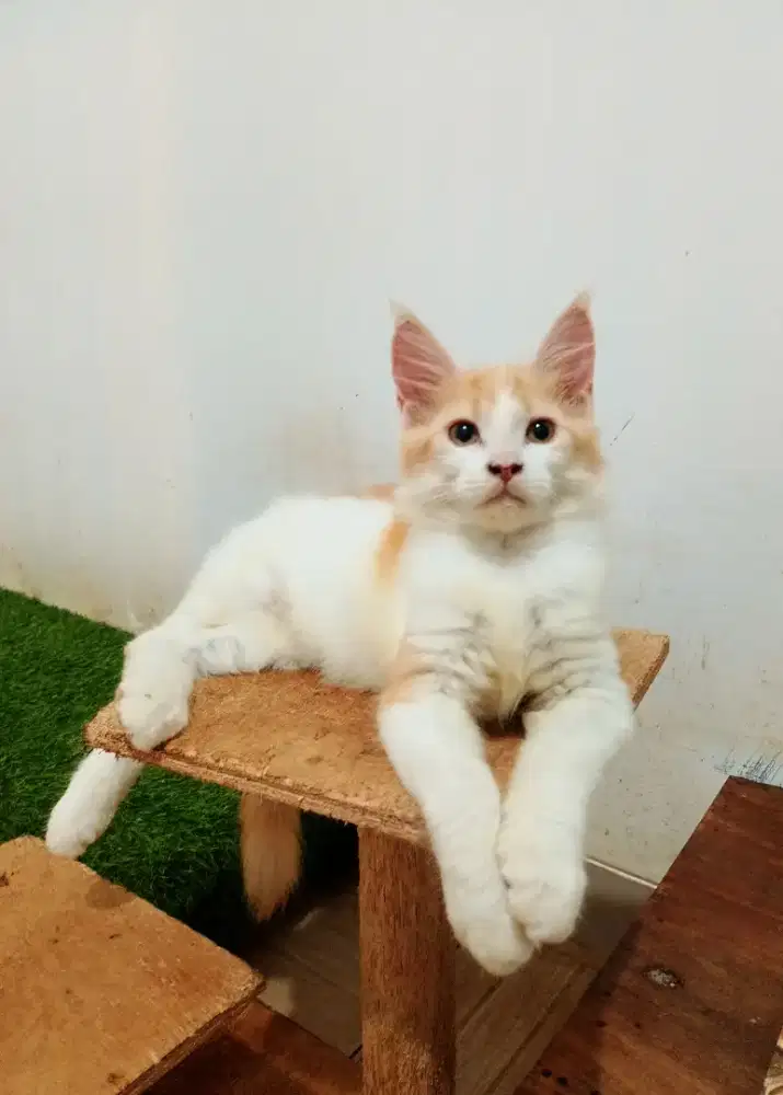 Kitten mainecoon betina pure bkn mix. Induk ped Cfa Maine Coon