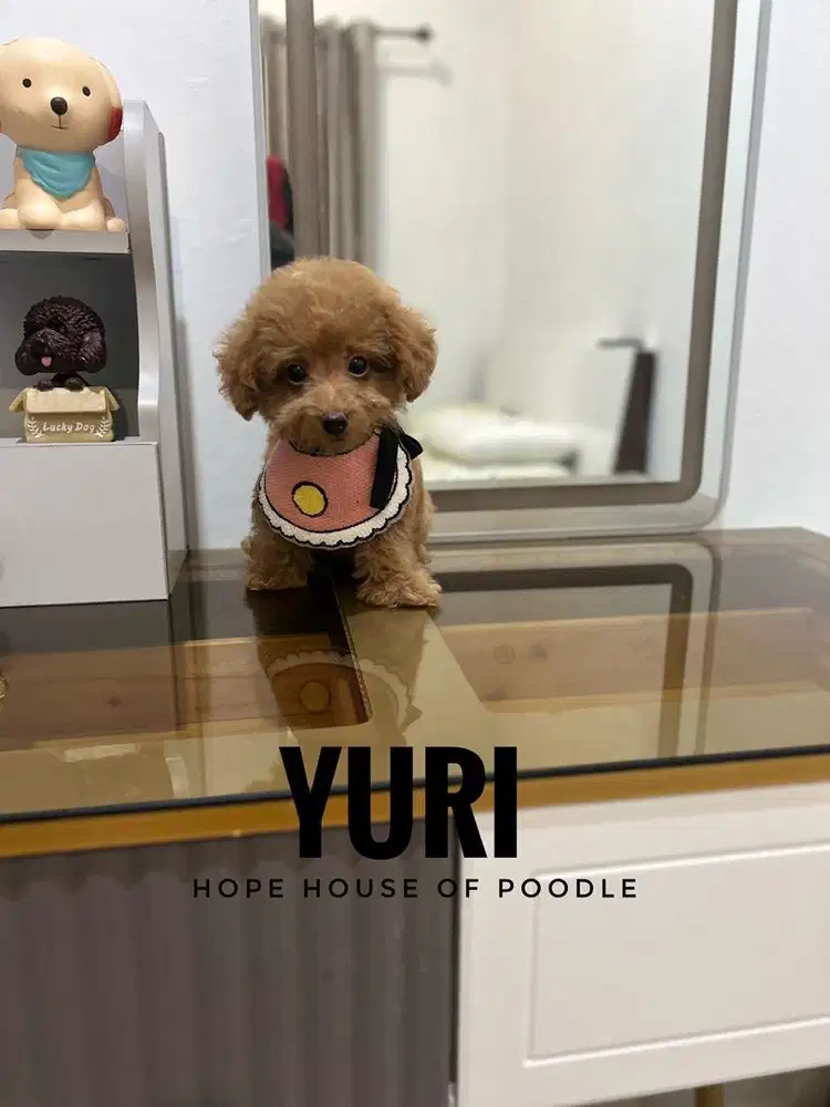 Red tiny poodle betina lucu