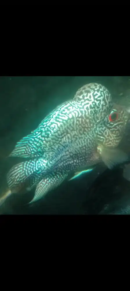 Ikan lohan cencu 3 jarian  short body