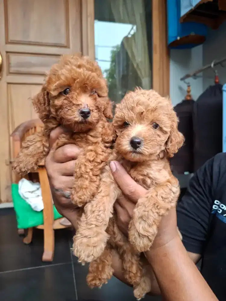 PUPPY TOY POODLE (SURAT DAN VAKSIN)