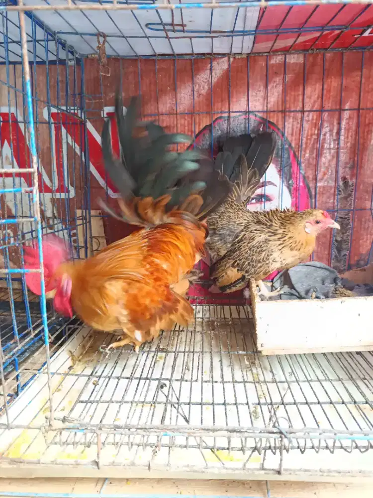 Jual ayam Kate Sepasang