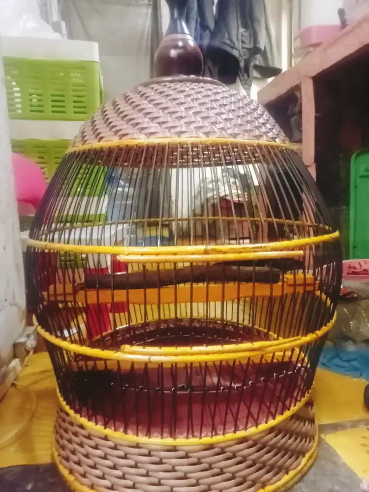 Sangkar tekukur TB lepas bc depkrisi