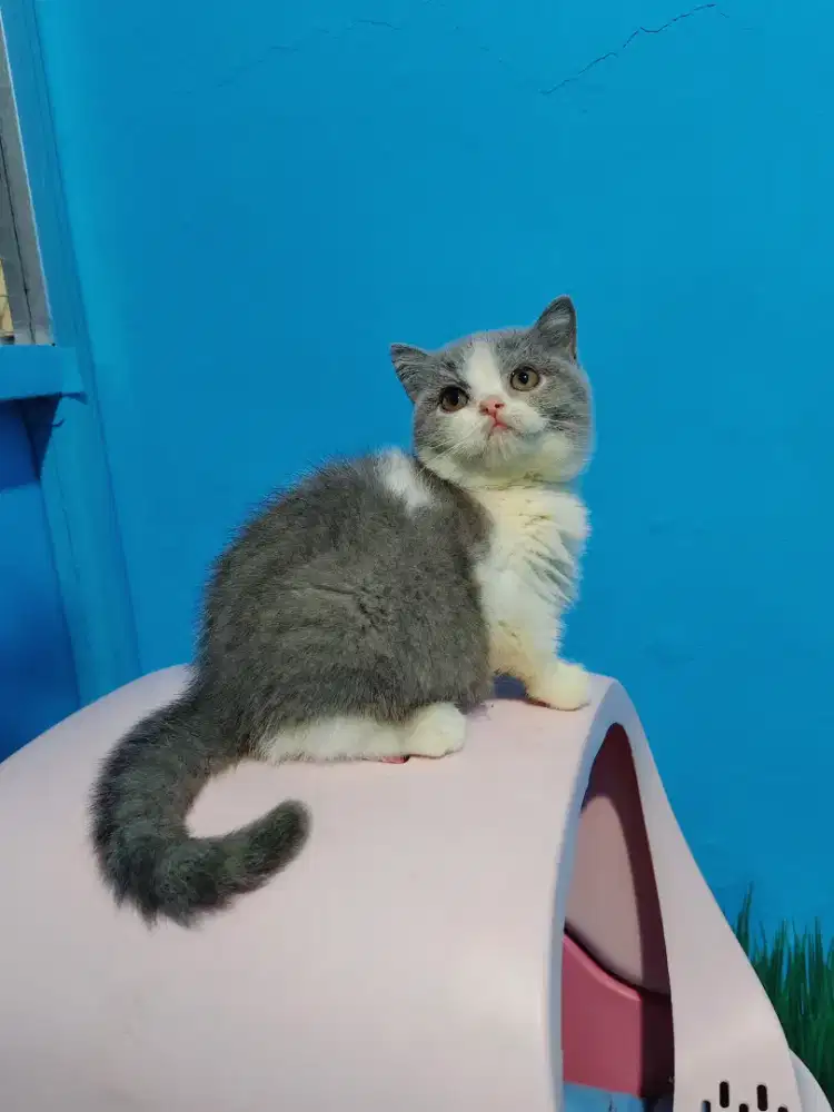 Kitten BSH British Short Hair Lineped Betina Calico Bico