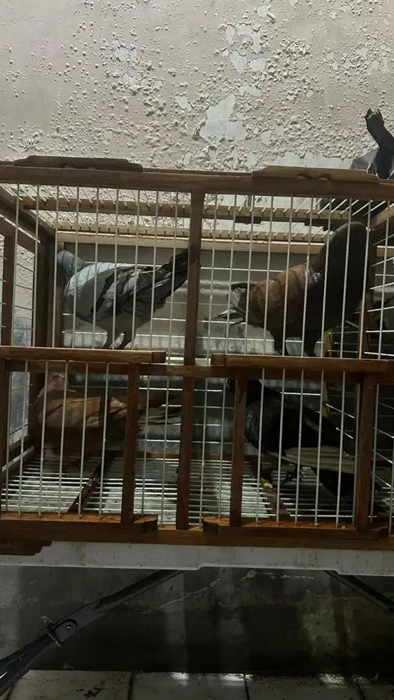 dondang kandang burung dara 4 pintu murah