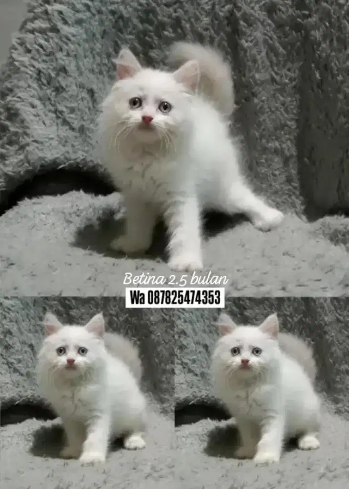 Kucing persia gimbul