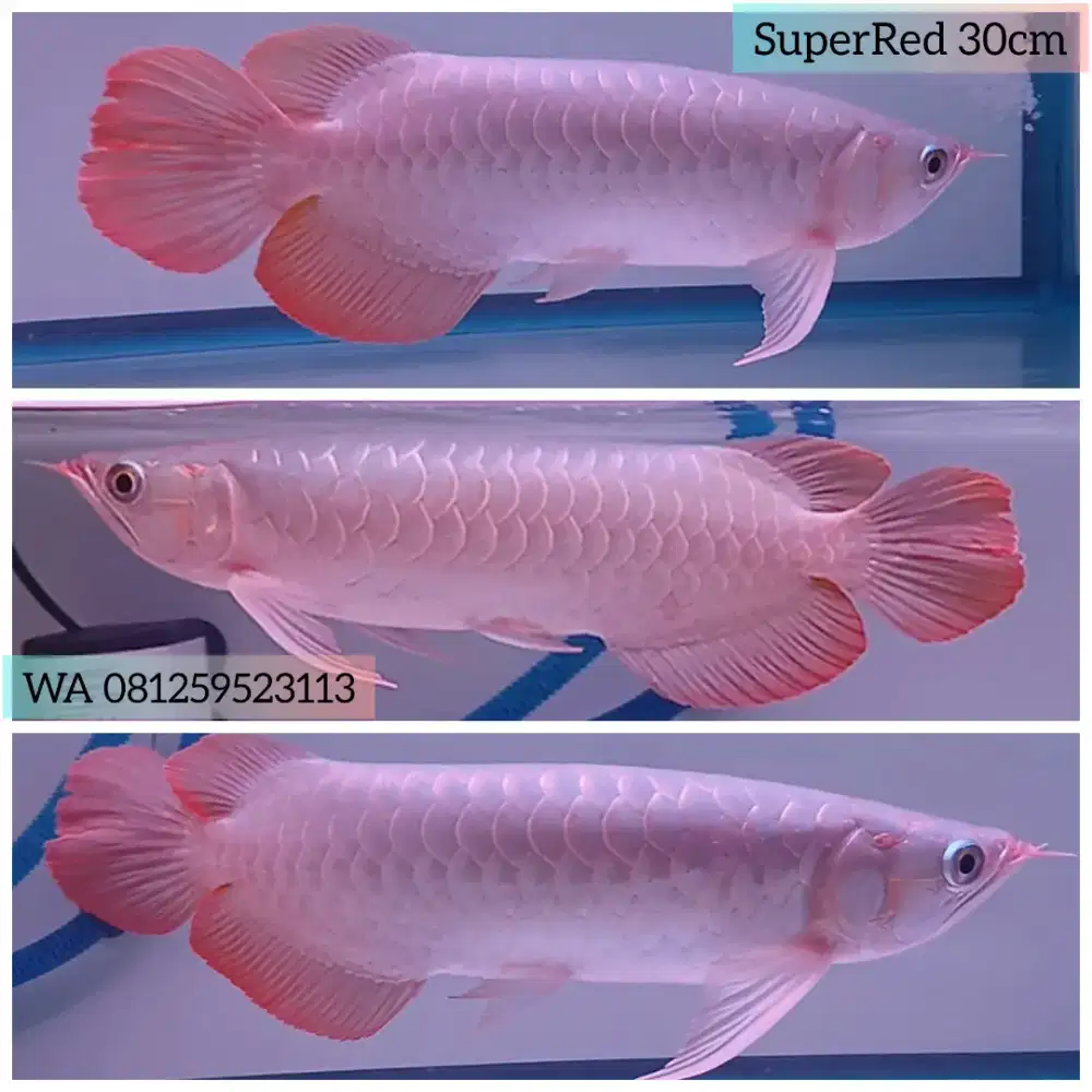 Arwana Super Red Blue Base 29 cm Gondrong