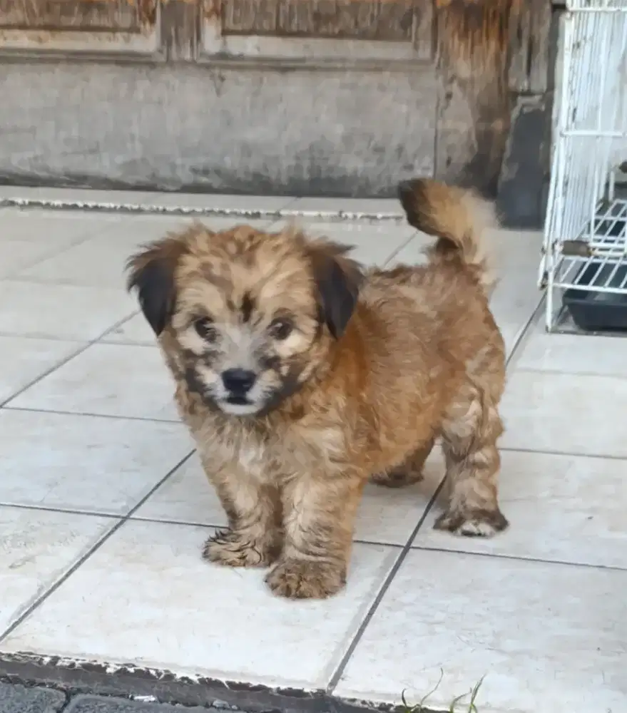 Ras kecil mix maltese