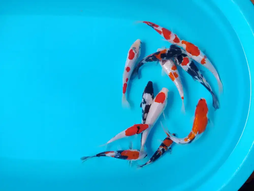 Bibit koi belitar 15 23 cm harga borongan