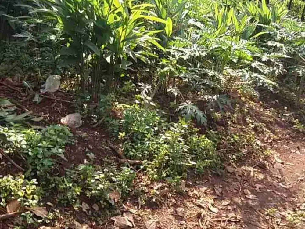 Dijual  tanah cocok untuk investasi /cluster *hayo ditawar nego sampai deal*