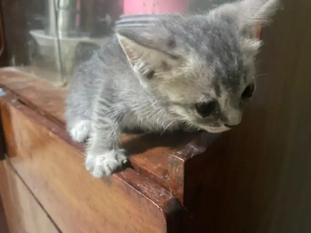 Kucing kitten bsh mix persia