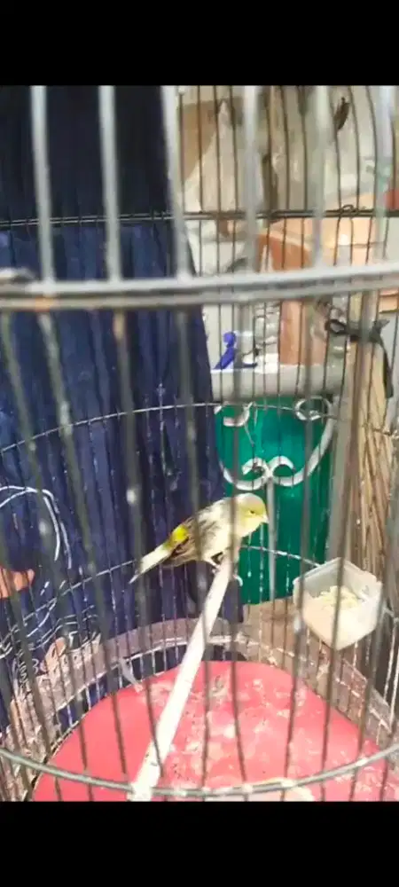 Kenari gacoran (jual borongan/satuan OK)