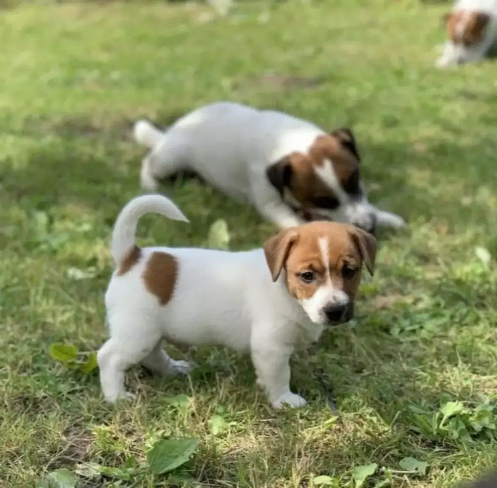 DIJUAL ANAK ANJING JACK RUSSELL