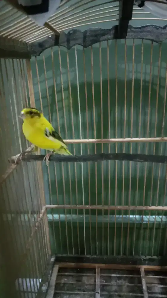 Burung kenari jenis loper jantan