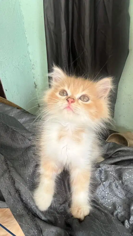 Kucing Persia Flatnose